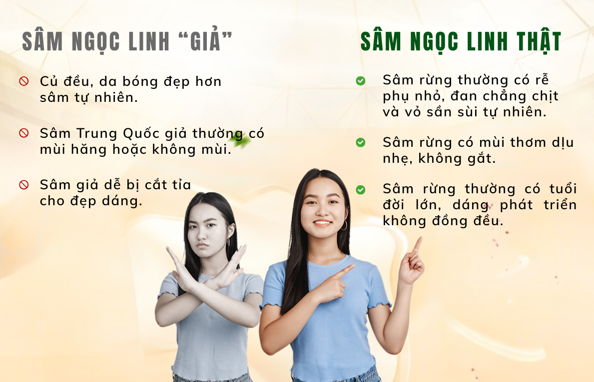 GIÁ SÂM NGỌC LINH RỪNG TRIMICO